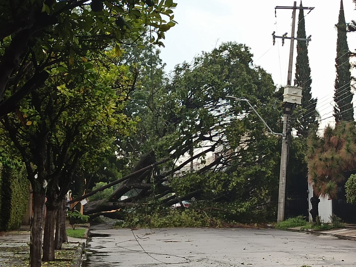 The rain accompanied by hail that fell this Wednesday affected the municipalities of Tonalá, Guadalajara and Zapopan left more than 12 trees fallen and on Colón Avenue 20 cars were stranded