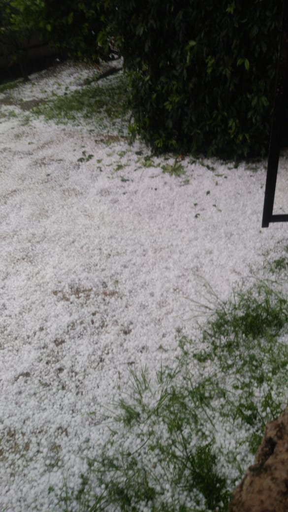 The rain accompanied by hail that fell this Wednesday affected the municipalities of Tonalá, Guadalajara and Zapopan left more than 12 trees fallen and on Colón Avenue 20 cars were stranded